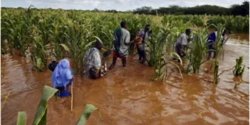 El Niño rains return after devastating drought as farmers struggle to replant