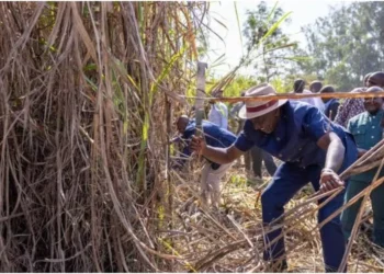 Malava: West Kabras farmers fault suspension of grower rep elections