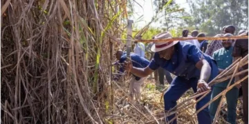 Malava: West Kabras farmers fault suspension of grower rep elections