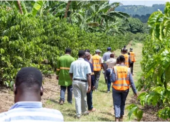 Uganda’s Zigoti Coffee eyes regional expansion in Equity-backed cross-border trade push